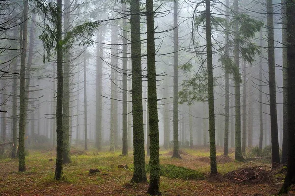 Úchvatný Pohled Vysoké Stromy Lese Zachyceném Zamlženém Dni — Stock fotografie