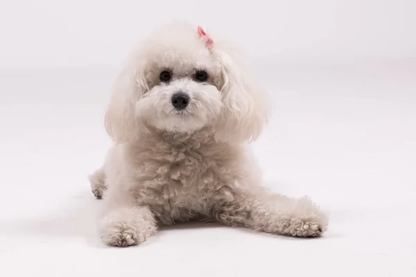 Vacker Bolognese Hund Med Rosa Rosett Liggande Vit Bakgrund — Stockfoto