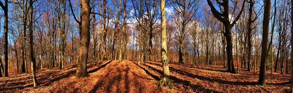 Une Vue Panoramique Des Arbres Nus Dans Une Belle Forêt — Photo