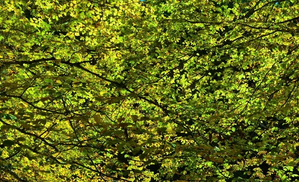 Ağaçların Dallarının Alçak Açılı Görüntüsü Ormandaki Güzel Yeşil Yapraklarla Dolu — Stok fotoğraf