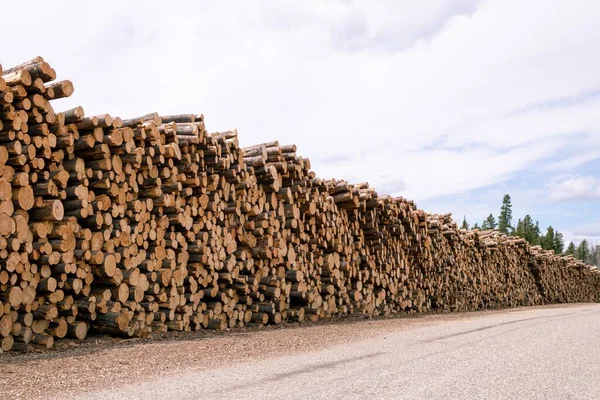 Ein Riesiger Haufen Baumstämme Aus Dem Wald — Stockfoto