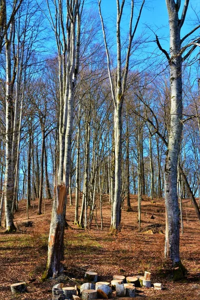 Beau Paysage Grands Troncs Arbres Dans Une Forêt Par Une — Photo