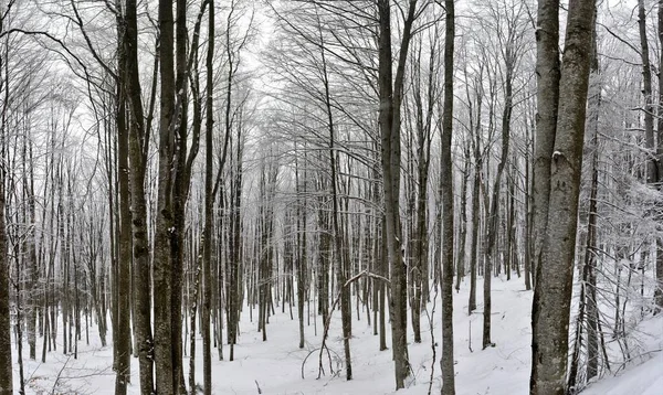 Une Forêt Avec Grands Arbres Couverts Neige Hiver — Photo