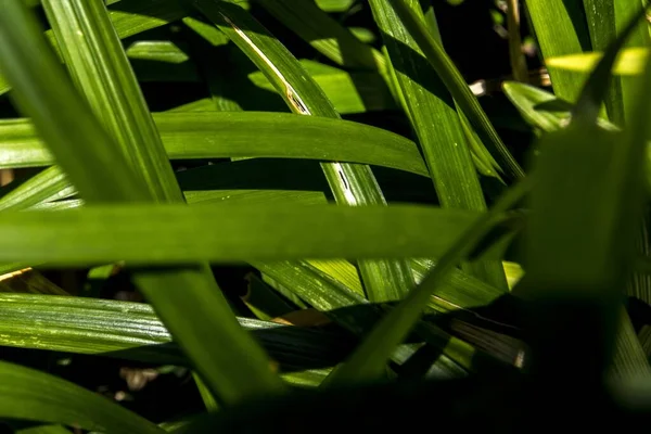 Ένα Κοντινό Πλάνο Των Πράσινων Τροπικών Φυτών Στο Φως Του — Φωτογραφία Αρχείου