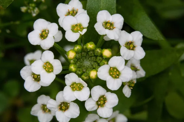 Detailní Záběr Sladkých Alyssum Obklopených Zelení Poli Rozmazaným Pozadím — Stock fotografie