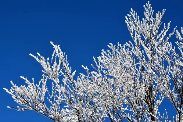 Branches Tree Covered Snow Blue Sky — Stock Photo, Image
