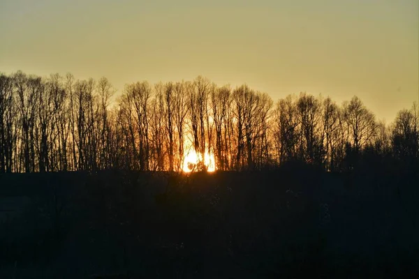 Ein Schönes Bild Eines Waldes Vor Einem Orangen Sonnenuntergang — Stockfoto