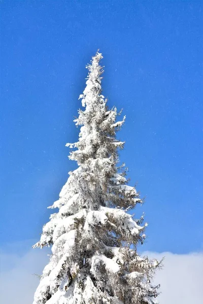 一棵被雪覆盖的小云杉树的垂直拍 — 图库照片