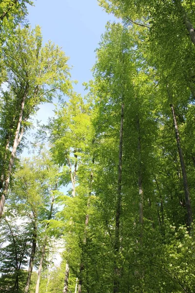 Tiro Árboles Bajo Ángulo Bosque Sovata — Foto de Stock