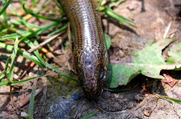 Egy Gyík Anguis Fragilis Földön — Stock Fotó