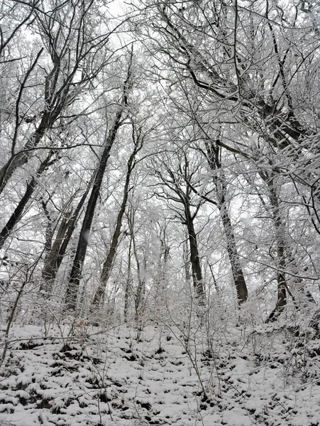 Tall Bare Trees Covered Snow Forest Winter — Stock Photo, Image