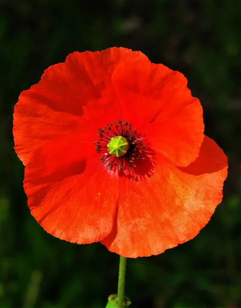 Eine Vertikale Nahaufnahme Einer Schönen Blühenden Roten Mohnblume — Stockfoto