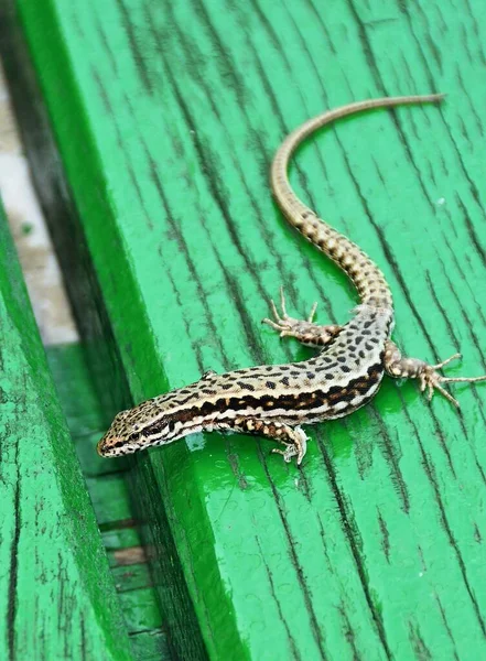 Lizard Green Wooden Bench — Stock Photo, Image