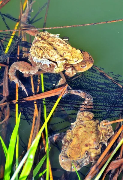 Many frogs during mating in water