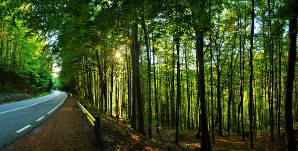 Uma Estrada Estreita Lado Milhares Árvores Verdes Bonitas Uma Floresta — Fotografia de Stock