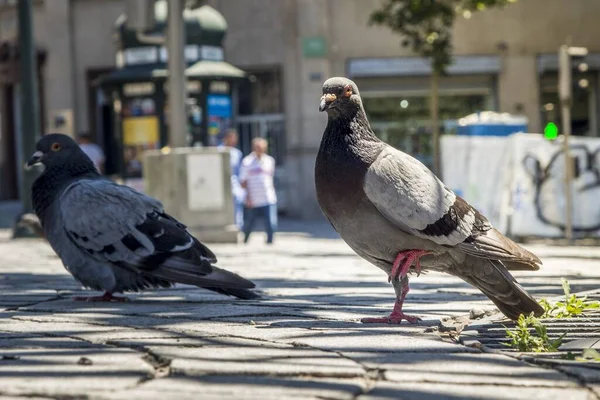 ポルトガルのポルト ストリートにある鳩のクローズアップ — ストック写真