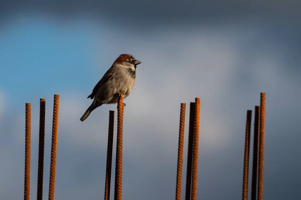 Alguns Paus Metálicos Com Passarinho Minúsculo Sentado Deles Fundo Borrado — Fotografia de Stock