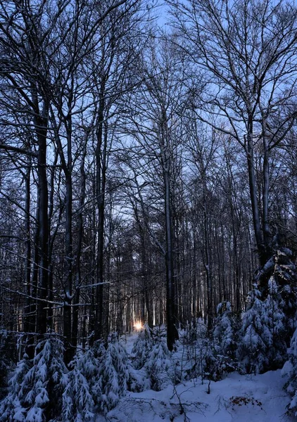 Árvores Cobertas Neve Inverno — Fotografia de Stock