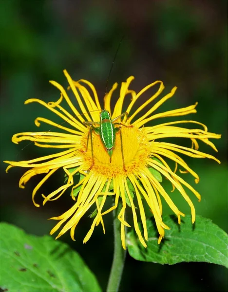 Insecto Barbitistes Fischeri Una Flor Amarilla — Foto de Stock