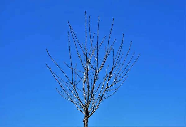 Låg Vinkel Skott Nakna Träd Grenar Blå Himmel — Stockfoto