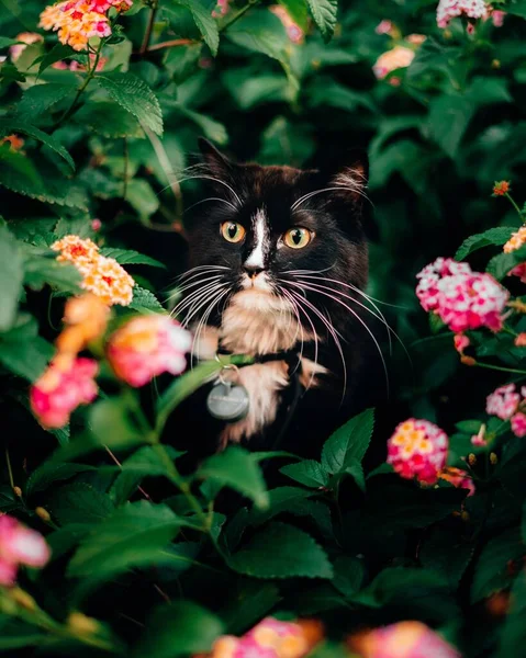 Вертикальный Снимок Милого Пушистого Кота Прячущегося Растениями — стоковое фото