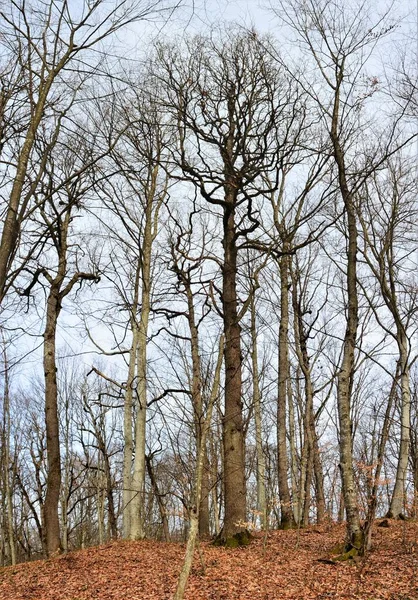 Uma Floresta Com Monte Árvores Nuas Altas Ótimo Para Fundo — Fotografia de Stock