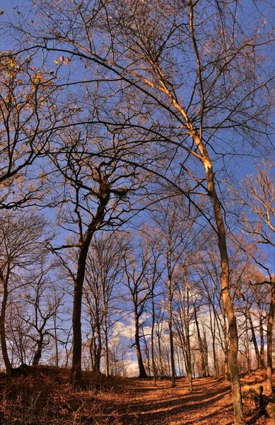 Een Verticaal Laag Hoek Shot Van Kale Bomen Een Woud — Stockfoto