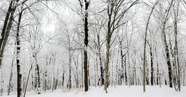 Árvores Nuas Altas Cobertas Pela Neve Floresta Inverno — Fotografia de Stock