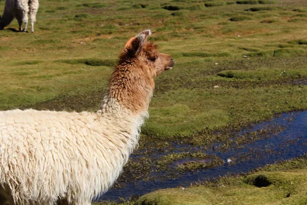 Obrázek Načechrané Alpaky Poli Pod Slunečním Světlem — Stock fotografie
