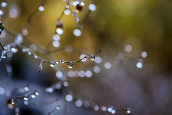 Eine Nahaufnahme Von Wassertropfen Auf Äste Von Bäumen — Stockfoto