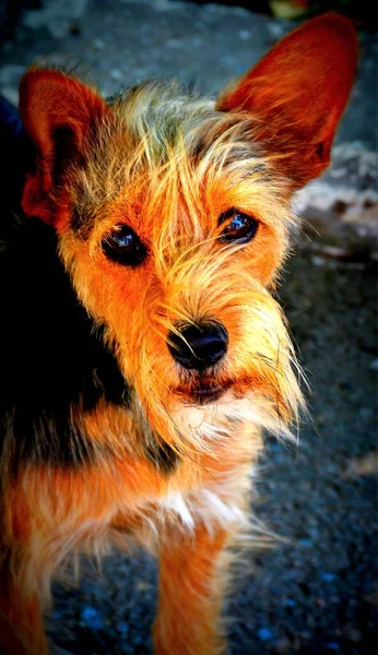 Portrait Chien Mignon Aux Yeux Innocents — Photo