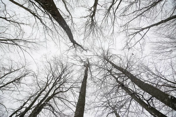 Vacker Natur Skog Med Mycket Träd Dagtid — Stockfoto