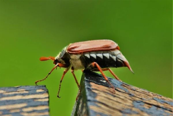 May Bug Melolontha Close — стоковое фото