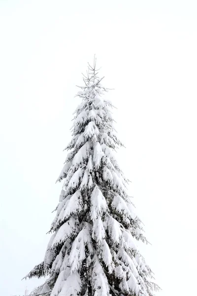 눈덮인 아름다운 소나무의 수직낮은 — 스톡 사진
