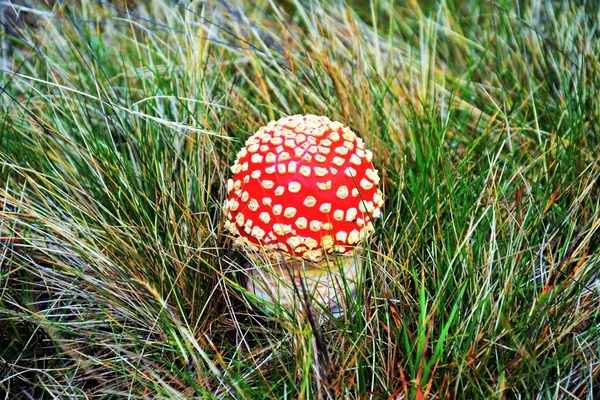 Zbliżenie Ujęcia Grzyba Amanita Muscaria — Zdjęcie stockowe