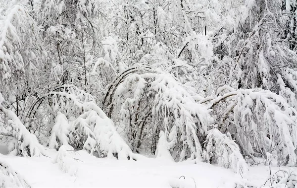 Belos Ramos Cobertos Neve Árvores Dobradas Por Causa Peso Neve — Fotografia de Stock