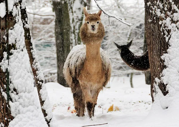 Een Schilderstuk Van Alpaca Winter Beneden Zonnelicht — Stockfoto