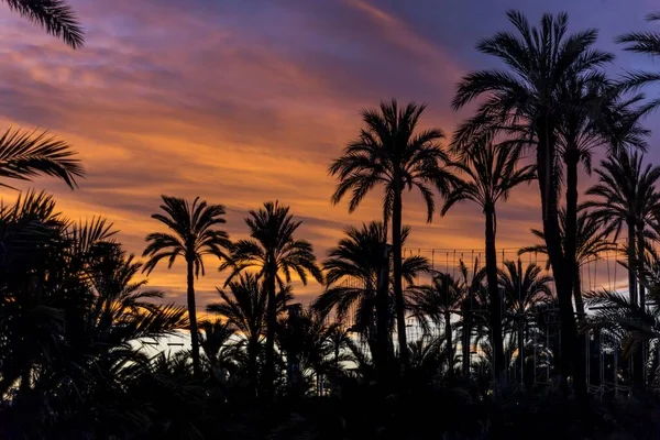 Die Silhouetten Von Palmen Unter Wolkenverhangenem Himmel Während Eines Atemberaubenden — Stockfoto