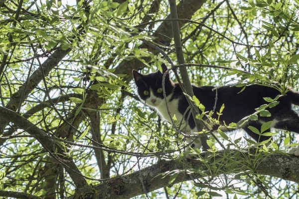 Alacsony Szögű Felvétel Egy Imádnivaló Fekete Fehér Macskáról Egy Faágon — Stock Fotó