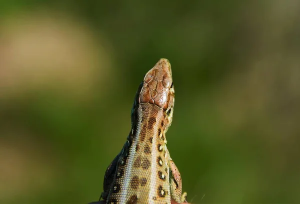 Closeup Shot Head Lizard Multicolored Scales — Stock Photo, Image