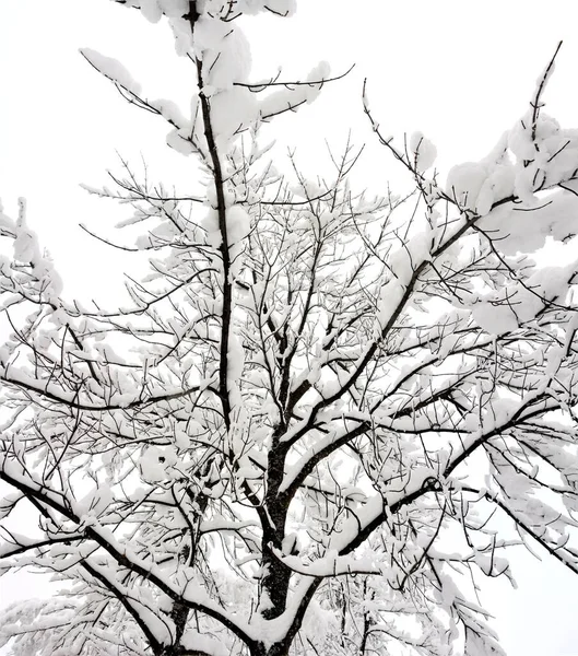 树枝上覆盖着白雪 天空洁白 — 图库照片