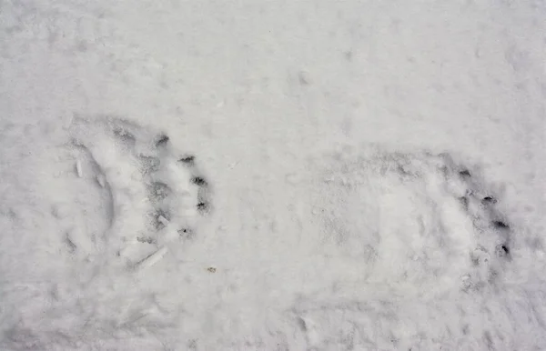 雪の上に熊の足跡の閉鎖 — ストック写真