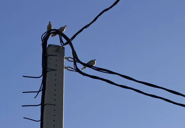 Een Lage Hoek Van Vogels Neergestreken Elektriciteitskabels — Stockfoto