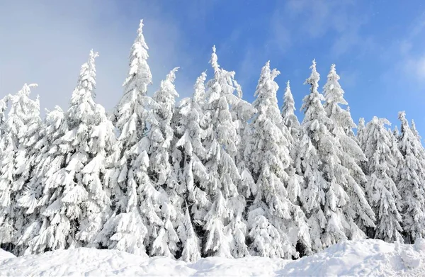 Ένα Όμορφο Τοπίο Ενός Δάσους Έλατα Καλυμμένα Χιόνι Κάτω Από — Φωτογραφία Αρχείου