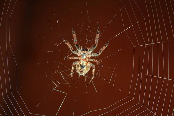蜘蛛网上的脐带蜘蛛 — 图库照片