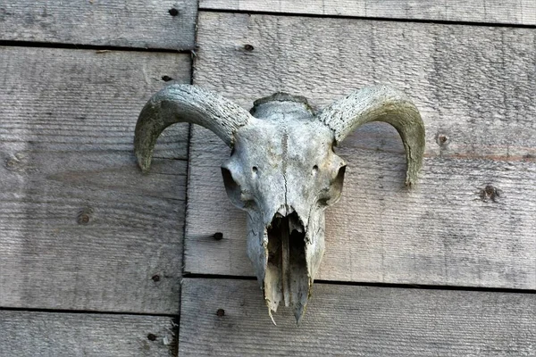 木製の表面に取り付けられたラムの頭蓋骨 — ストック写真