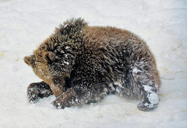 Крупный План Милых Медвежат Играющих Снегу — стоковое фото