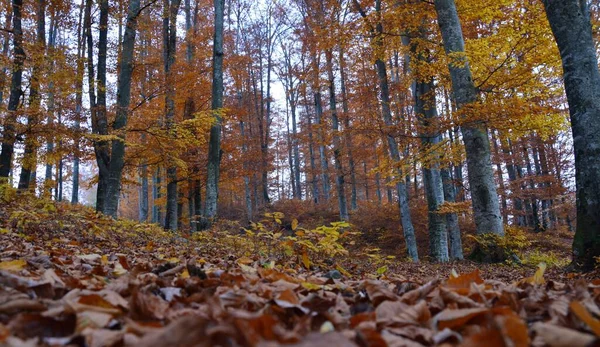 Låg Vinkel Skott Träden Kulle Täckt Med Vackra Höstlöv Skog — Stockfoto