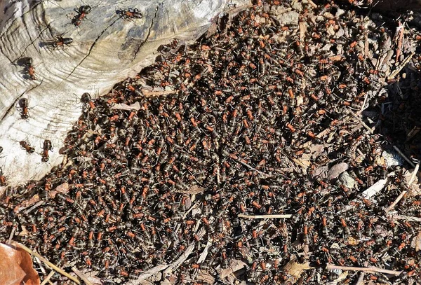 Colony Ants Ground — Stock Photo, Image