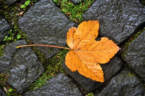 Gros Plan Une Feuille Automne Sur Sol — Photo